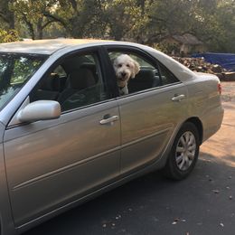 Goldendoodles from Patty Wood's Goldendoodles