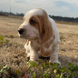 Purple collar - Lemon and white female Basset Hound puppy in Douglas, Georgia from Huffer Hounds and Havanese