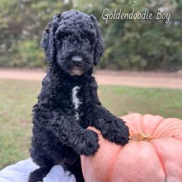 Jimmy Choo - Black male Goldendoodle puppy in Grove, Oklahoma from Guinn Family Farms