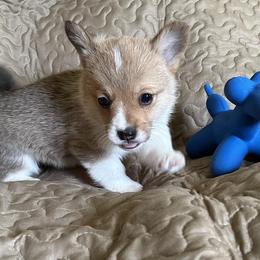 Crash - Sable Pembroke Welsh Corgi puppy in Lima, New York from Hickory Springs Corgis