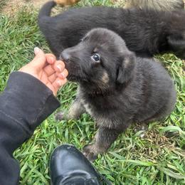 Mint - Black and tan female German Shepherd puppy in Plymouth, Massachusetts from Witmer Shepherds