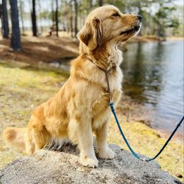 Shine - Golden Retriever