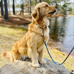 Shine - Golden Retriever