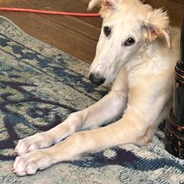 Duncan - Cream male Borzoi puppy in Clinton, Tennessee from Ivanhoe Borzoi
