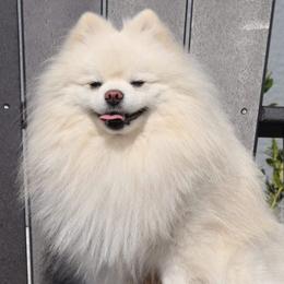 Chance - Pomeranian
