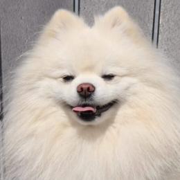Chance - Pomeranian