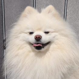 Chance - Pomeranian