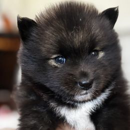 Pomsky Puppies from Bowtique Pomskies