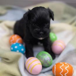 Audrey, purple - Black female Miniature Schnauzer puppy in Piedmont, Oklahoma from J&K's Miniature Schnauzers