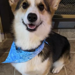 Pembroke Welsh Corgis from Charlee's Corgis