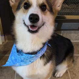 Pembroke Welsh Corgis from Charlee's Corgis