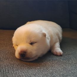 Tulip - Cream Shiba Inu puppy in Osceola, Iowa from Jordan's Shiba Inu