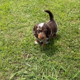 Flashy chocolate dapple - Dapple male Dachshund puppy in Pleasant Plains, Arkansas from JGBs Dachshunds