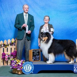 Parker - Collie