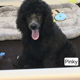 Girl 1 - Poodle puppy from Nailah's Beauties: Standard Poodles