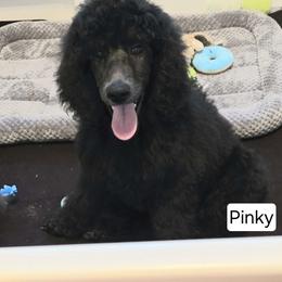 Girl 1 - Poodle puppy from Nailah's Beauties: Standard Poodles