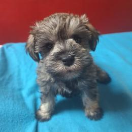 Cooper - Salt and pepper male Miniature Schnauzer puppy in Warrenville, South Carolina from All Paws Pet Resort