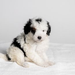 Narwhal - Tri-color female Bernedoodle puppy in Slc, Utah from Timp Doodles