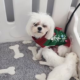 Maltese puppies from My Precious Pups