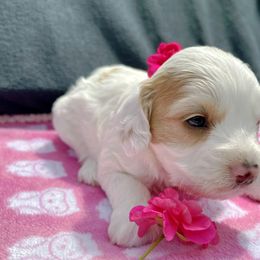 Cockapoo and Pomeranian Puppies from Luna Kennel