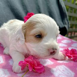 Cockapoo and Pomeranian Puppies from Luna Kennel