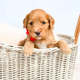 Red - Red  male Goldendoodle puppy in Platteville, Wisconsin from Beck Kennel