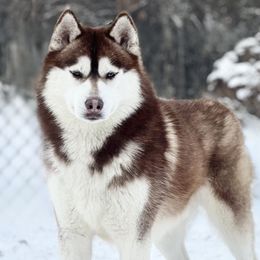 Novak - Siberian Husky