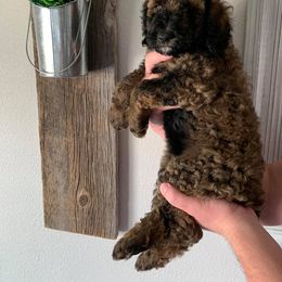 Poodle Puppies from Teton View Kennels