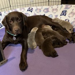 Dilute Retrievers and Labrador Retrievers from Redfearn Retrievers