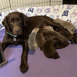 Dilute Retrievers and Labrador Retrievers from Redfearn Retrievers