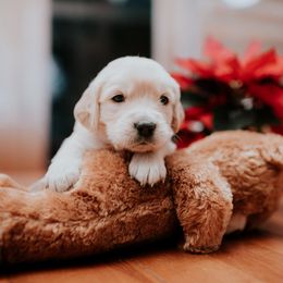 Boy 2 - Golden Retriever puppy in Byron Center, Michigan from Little House on the Farmie