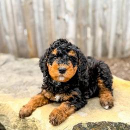 Bourbon - Phantom male Bernedoodle puppy in Pittsburgh, Pennsylvania from WestPenn Doodles LLC