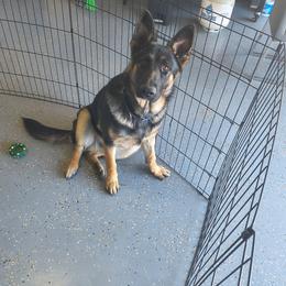 Green - Bi-color male German Shepherd puppy in Lake Charlse, Louisiana from Dettaalpha Kennels