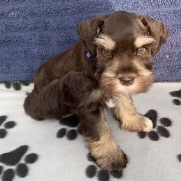Pheobe - Purple Collar - Liver female Miniature Schnauzer puppy in Robstown, Texas from Alves Miniature Schnauzers
