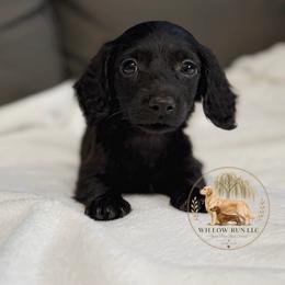 Coco (Bea) - Black female Dachshund puppy in Lumber City, Georgia from Willow Run LLC