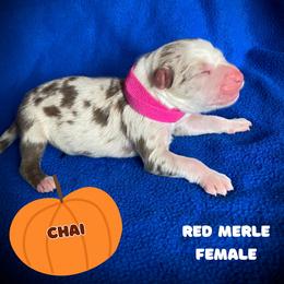 Girl 3 - Red merle female Australian Shepherd puppy in Brookfield Township, Ohio from AussieLand Shepherds
