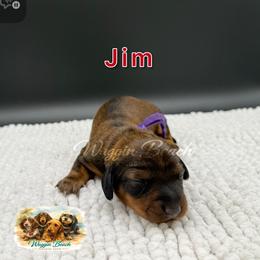 Jim - Red male Dachshund puppy in Sulphur Springs, Texas from Waggin Beach Paradise Doxies