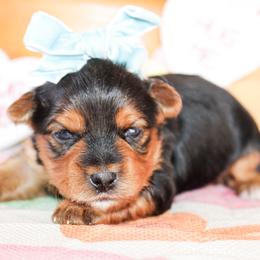 Poppy - Black and tan female Yorkshire Terrier puppy in Hugo, Oklahoma from Ann R.