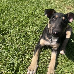 Liberty - Black brindle and white female Bull Terrier puppy in Stanton, California from Pure hearts