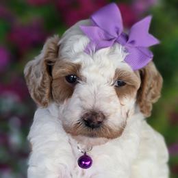 Nova Purple Collar Girl Parti - Parti female Goldendoodle puppy in Vernon, Texas from Sugarland's Texas Goldendoodles