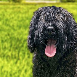 Belgian Malinois, Black Russian Terriers, Dutch Shepherds, Poodles, and Rottweilers from Louisov Kennel