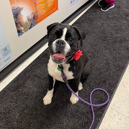 Pearl - Boxer