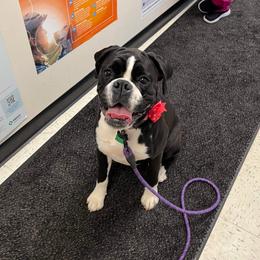 Pearl - Boxer