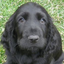 Field Spaniels from Kingsbury Run Kennels