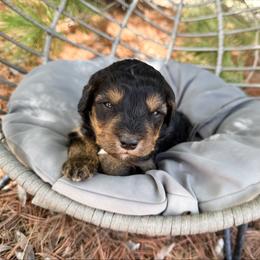 Jasper - Phantom male Bernedoodle puppy in Wamego, Kansas from Doodles of Oz