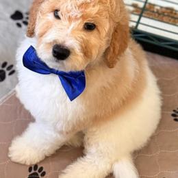 Bernedoodle, Cockapoo, and Goldendoodle Puppies from Avery Doodle Day LLC