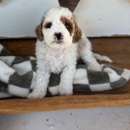 Renaldo - White male Cavapoo puppy in Mesa, Arizona from Pedersendoodles