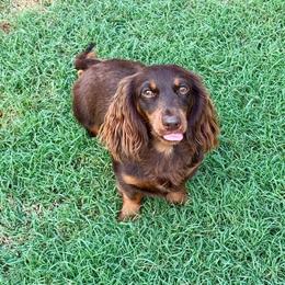 Pinkie Pie - Dachshund