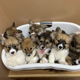 Pembroke Welsh Corgi Puppies from Syds Cities Corgis
