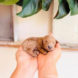 Strawberry - Apricot female Goldendoodle puppy in Elizabethtown, Kentucky from Reddy Poodles & Doodles